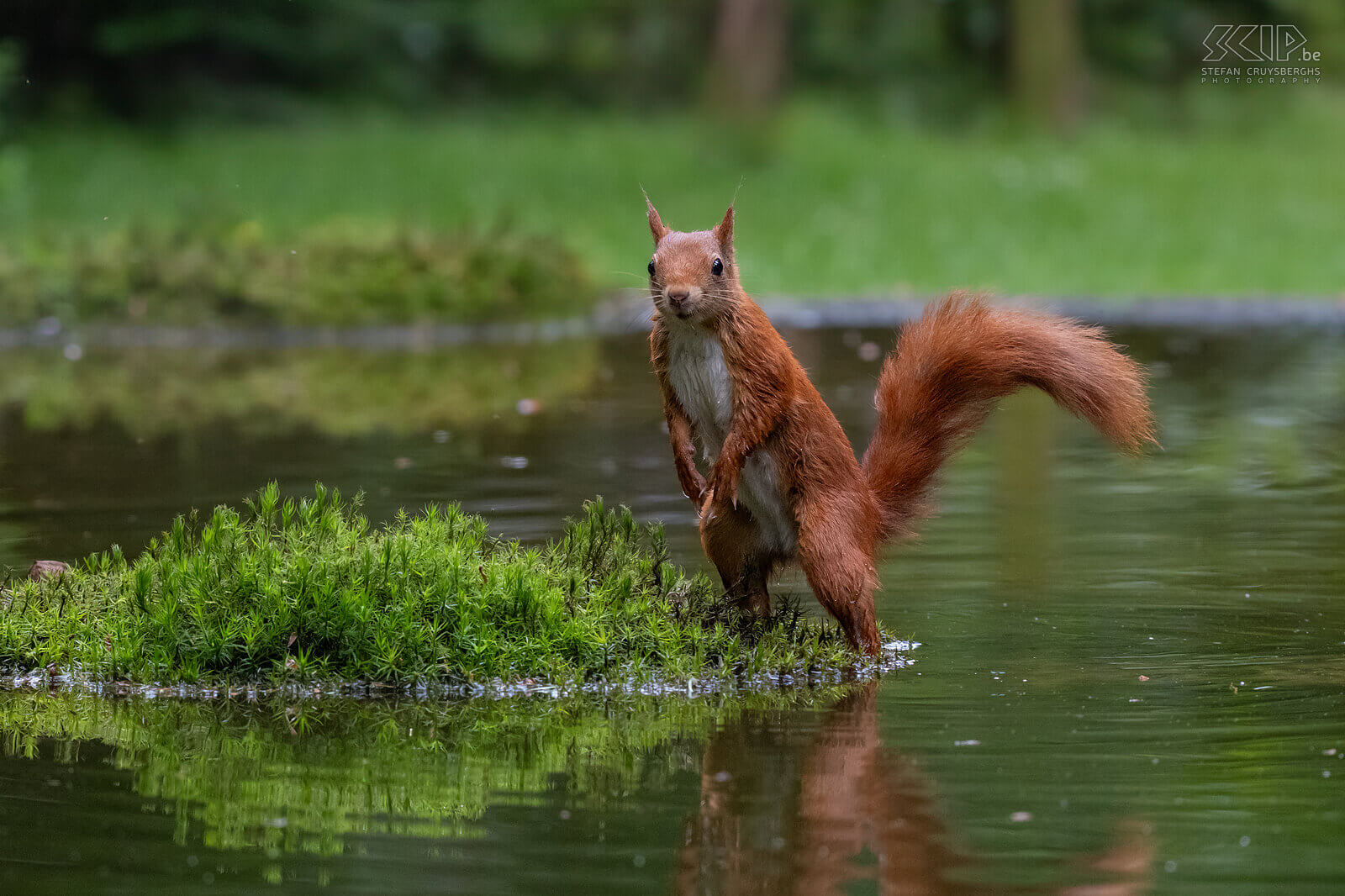 Squirrel What a fun day to photograph these cute, energetic and very agile squirrels. Red squirrels (Sciurus vulgaris) are omnivores and have a varied diet consisting of nuts, seeds, berries, fungi, and sometimes insects and bird eggs. One of the adult squirrels still had beautiful ear tufts. Stefan Cruysberghs